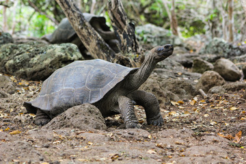 Galápagos 