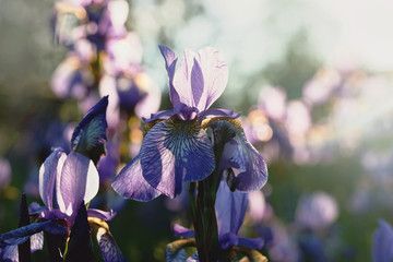 purple iris flower bushes in garden with sunset backlight