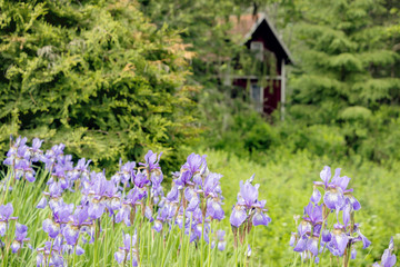 purple iris flower bushes in green garden 