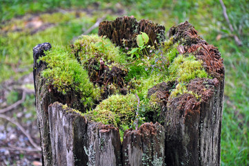 Old tree stump covered with moss