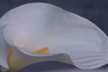 calla lily