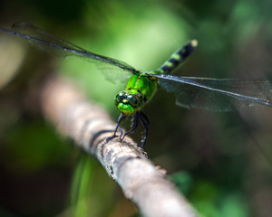 Eastern Pondhawk Dragonfly along the nature trail in Pearland! 