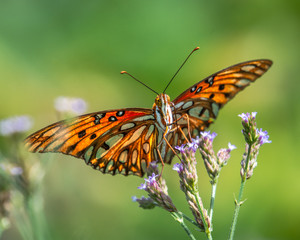 Gulf fritillary on wildflowers on a bright sunny day!