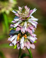 Lemon Beebalm in the nature park!