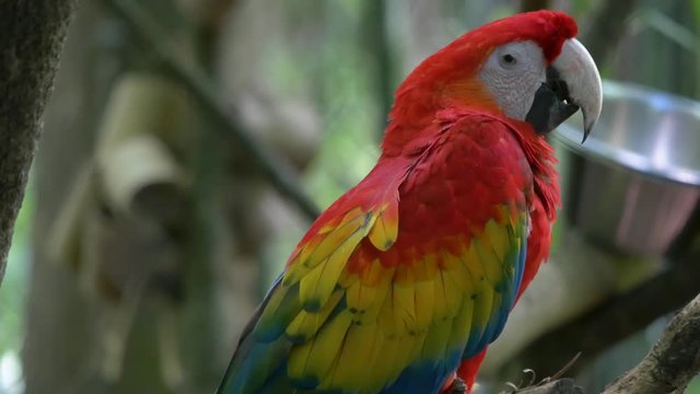 Portrait of a Colorful Parrot in 4K