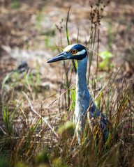 Yellow-crowned night heron on the edge of the prairie!