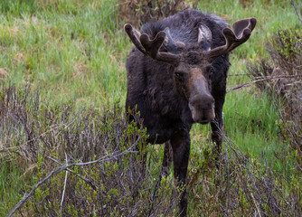 A Large Bull Moose Grazing Willows in Rocky Mountain National Park - Colorado 