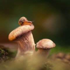 Little curious snail crawling, sitting on a mushroom in the woods. Snail close up on oyster mushroom on a green background in the moss. Macro, square image.