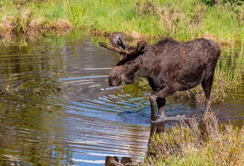 A Large Bull Moose Wading through Spring Water Pools in Rocky Mountain National Park - Colorado 
