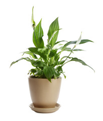 Potted peace lily plant on white background