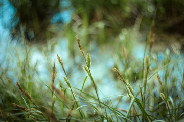 Green grass texture and bokeh background. Bright juicy sedge grass on green blue yellow blurred background close-up. Plants by the pond, macro. Beautiful summer landscape.