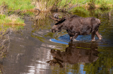 A Large Bull Moose Wading through Spring Water Pools in Rocky Mountain National Park - Colorado 