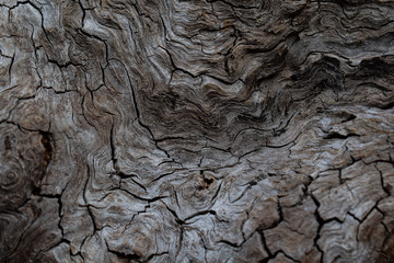 Texture of log in forest showing weathered waves and cracks.