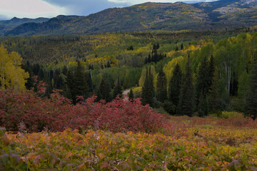 Fall colors in northwest Colorado with green trees and multiple colors layering view.