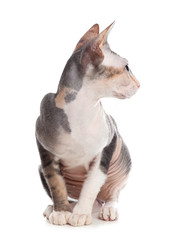 Adorable Sphynx cat on white background. Cute friendly pet