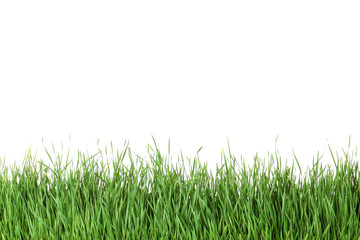 Fototapeta premium Piękna wibrująca zielona trawa na białym tle