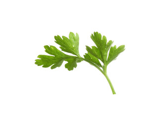 Leaves of fresh tasty parsley on white background