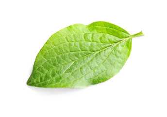 Beautiful spring green leaf on white background