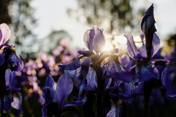purple iris flower bushes in garden with sunset backlight