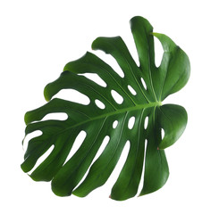 Green fresh monstera leaf isolated on white. Tropical plant
