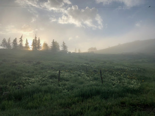 Foggy morning light looking up a field of green dewy grass and outlined of trees at top of hill.