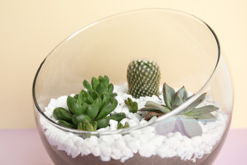 Glass florarium with different succulents on color background, closeup
