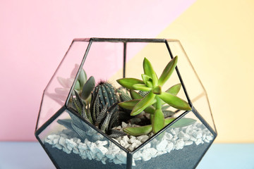 Fototapeta na wymiar Glass florarium with different succulents on color background, closeup