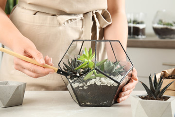 Young woman making florarium of different succulents at table, closeup