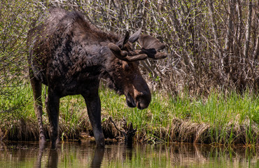 Naklejka na ściany i meble A Bull Moose in Colorado with Velvet Antlers in Spring