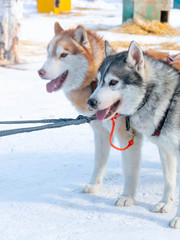 Pair of cute husky dogs at dog sled farm in close-up.
