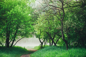 Scenic landscape with beautiful lush green foliage. Footpath under trees in park in early morning in mist. Colorful scenery with pathway among green grass and leafage. Vivid natural green background.