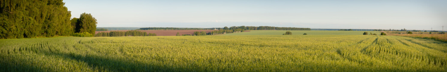 Panorama. Young wheat field in the early morning. Good to use as a banner © antonivano
