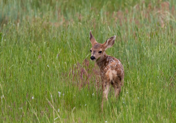 An Adorable Mule Deer Fawn in a Meadow on a Summer Morning
