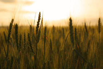 Wheat field at sunset. Amazing nature in summer