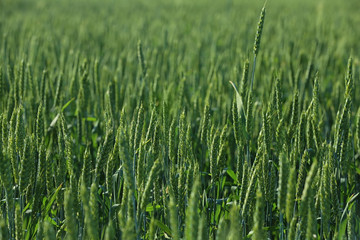 Wheat field on sunny day. Amazing nature in  summer