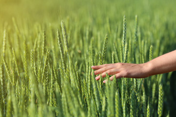 Woman in wheat field on sunny summer day, closeup on hand. Amazing nature