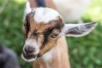 Goat looks happy