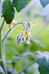 flowering tomatoes in the spring garden