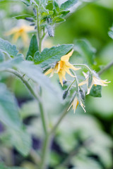 flowering tomatoes in the spring garden
