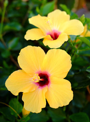 Vibrant yellow hibiscus flowers.
