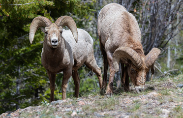Bighorn Sheep in the Mountains of Colorado
