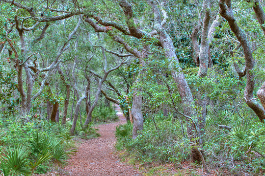 trees in the forest