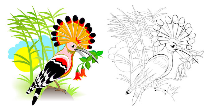 Colorful and black and white page for coloring book for kids. Fantasy illustration of cute hoopoe with bright feathering. Printable worksheet for children. Vector cartoon image.