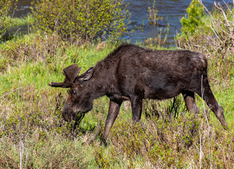 A Bull Moose in Colorado with Velvet Antlers in Spring