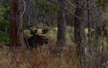 Naklejka na ściany i meble A Bull Moose in Colorado with Velvet Antlers in Spring