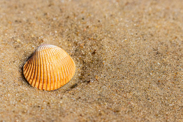 close up on small shell in the sand