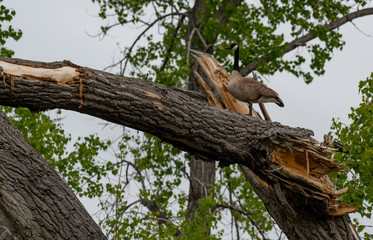 A Canada Goose in a Tree