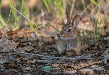 An Adorable Cottontail Rabbit on the Plains of Colorado