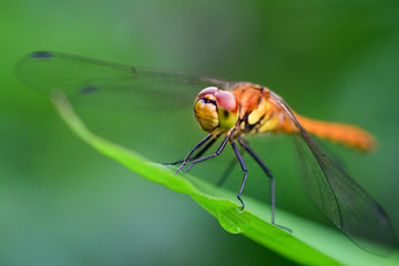 Dragonfly on a leaf