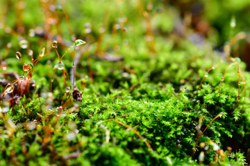 Forest moss